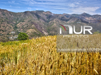 A wheat field is in Sainji Village in Mussoorie, Uttarakhand, India, on April 18, 2024. (