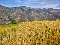 A wheat field is in Sainji Village in Mussoorie, Uttarakhand, India, on April 18, 2024. (