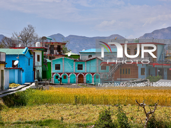 Wheat fields are partially harvested as the wheat harvest begins in Sainji Village in Mussoorie, Uttarakhand, India, on April 18, 2024. (