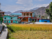 Wheat fields are partially harvested as the wheat harvest begins in Sainji Village in Mussoorie, Uttarakhand, India, on April 18, 2024. (