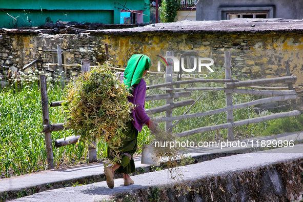 A woman carries harvested green pea plants to be dried and used for planting next year in Sainji Village in Mussoorie, Uttarakhand, India, o...