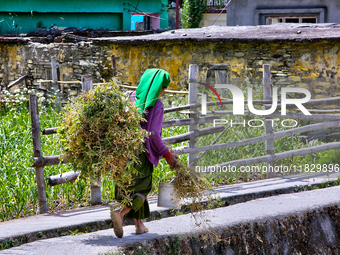 A woman carries harvested green pea plants to be dried and used for planting next year in Sainji Village in Mussoorie, Uttarakhand, India, o...