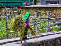 A woman carries harvested green pea plants to be dried and used for planting next year in Sainji Village in Mussoorie, Uttarakhand, India, o...