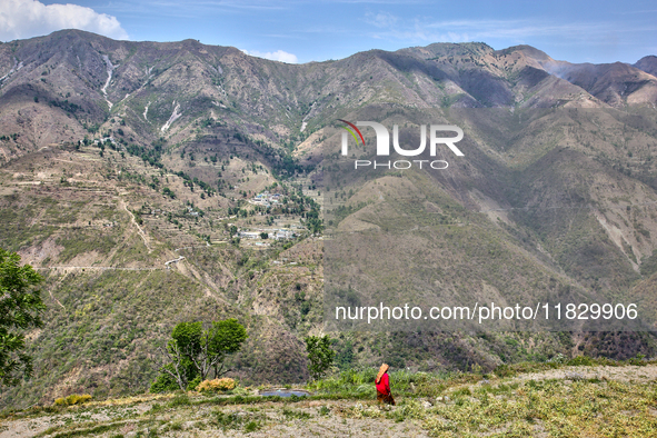 A woman walks through wheat fields that have been harvested in Sainji Village in Mussoorie, Uttarakhand, India, on April 18, 2024. 