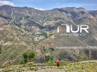 A woman walks through wheat fields that have been harvested in Sainji Village in Mussoorie, Uttarakhand, India, on April 18, 2024. (