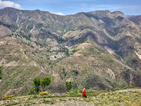 A woman walks through wheat fields that have been harvested in Sainji Village in Mussoorie, Uttarakhand, India, on April 18, 2024. (