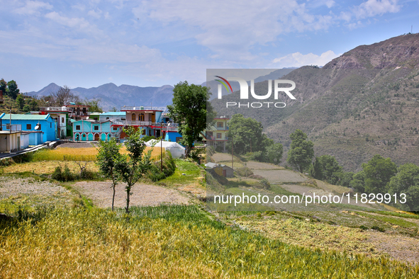 Wheat fields are partially harvested as the wheat harvest begins in Sainji Village in Mussoorie, Uttarakhand, India, on April 18, 2024. 