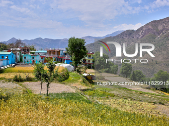 Wheat fields are partially harvested as the wheat harvest begins in Sainji Village in Mussoorie, Uttarakhand, India, on April 18, 2024. (