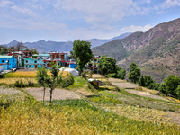 Wheat fields are partially harvested as the wheat harvest begins in Sainji Village in Mussoorie, Uttarakhand, India, on April 18, 2024. (