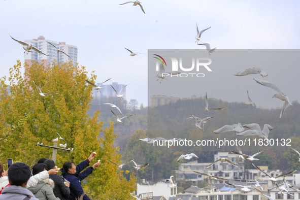 Flocks of Black-headed Gulls interact with visitors who come to feed them at Caohai National Nature Reserve in Bijie, Southwest China's Guiz...