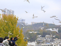 Flocks of Black-headed Gulls interact with visitors who come to feed them at Caohai National Nature Reserve in Bijie, Southwest China's Guiz...