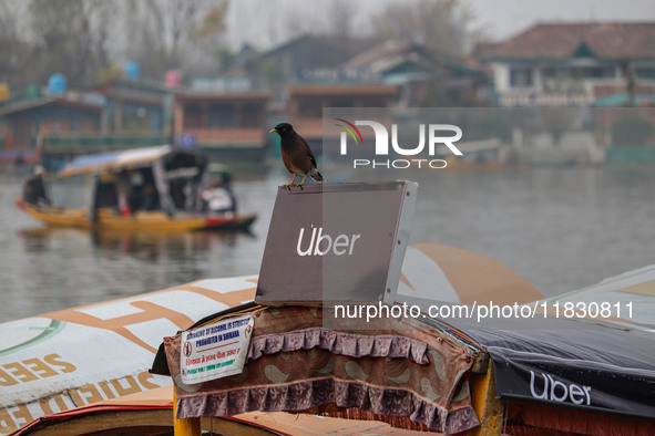 A Common Myna rests on an Uber sign on a ''Shikara'' or small boat after Uber launches its first water transport service on the waters of Da...