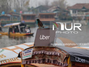 A Common Myna rests on an Uber sign on a ''Shikara'' or small boat after Uber launches its first water transport service on the waters of Da...