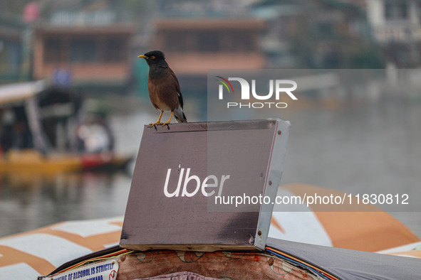 A Common Myna rests on an Uber sign on a ''Shikara'' or small boat after Uber launches its first water transport service on the waters of Da...