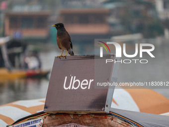 A Common Myna rests on an Uber sign on a ''Shikara'' or small boat after Uber launches its first water transport service on the waters of Da...