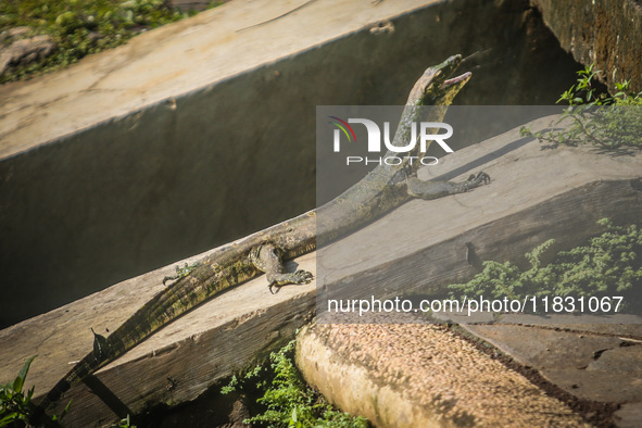 A monitor lizard looks at an artificial lake in Semarang, Indonesia, on December 3, 2024. 