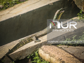 A monitor lizard looks at an artificial lake in Semarang, Indonesia, on December 3, 2024. (