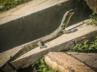 A monitor lizard looks at an artificial lake in Semarang, Indonesia, on December 3, 2024. (