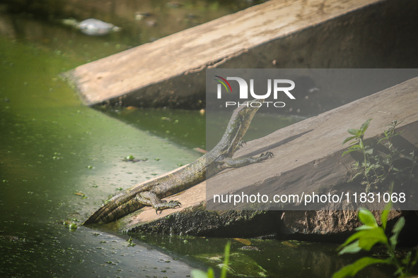 A monitor lizard looks at an artificial lake in Semarang, Indonesia, on December 3, 2024. 