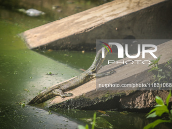 A monitor lizard looks at an artificial lake in Semarang, Indonesia, on December 3, 2024. (