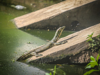 A monitor lizard looks at an artificial lake in Semarang, Indonesia, on December 3, 2024. (