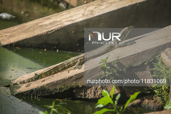 A monitor lizard looks at an artificial lake in Semarang, Indonesia, on December 3, 2024. 