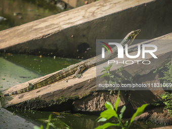 A monitor lizard looks at an artificial lake in Semarang, Indonesia, on December 3, 2024. (