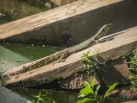 A monitor lizard looks at an artificial lake in Semarang, Indonesia, on December 3, 2024. (