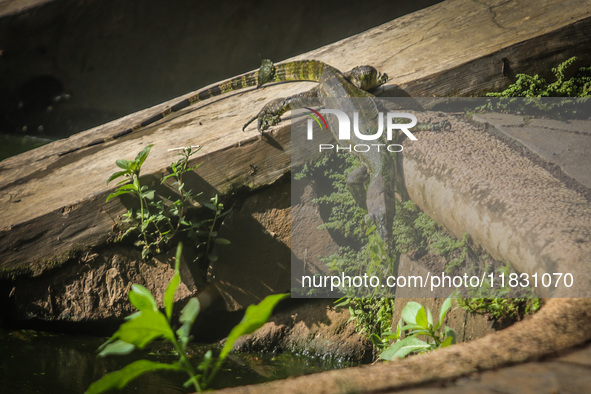 A monitor lizard looks at an artificial lake in Semarang, Indonesia, on December 3, 2024. 