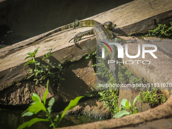 A monitor lizard looks at an artificial lake in Semarang, Indonesia, on December 3, 2024. (