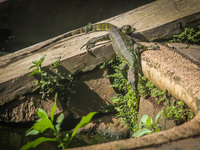 A monitor lizard looks at an artificial lake in Semarang, Indonesia, on December 3, 2024. (