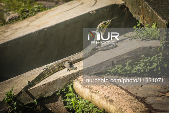 A monitor lizard looks at an artificial lake in Semarang, Indonesia, on December 3, 2024. 