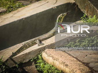 A monitor lizard looks at an artificial lake in Semarang, Indonesia, on December 3, 2024. (