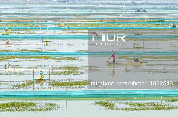 A staff member puts feed into a crab pond at a crab breeding base in Suqian, Jiangsu province, China, on December 4, 2024. 