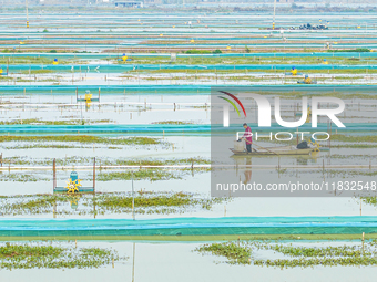 A staff member puts feed into a crab pond at a crab breeding base in Suqian, Jiangsu province, China, on December 4, 2024. (