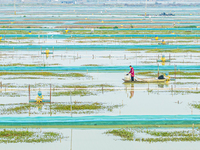 A staff member puts feed into a crab pond at a crab breeding base in Suqian, Jiangsu province, China, on December 4, 2024. (