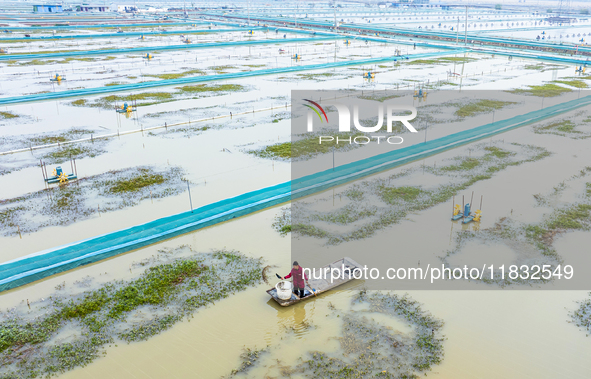 A staff member puts feed into a crab pond at a crab breeding base in Suqian, Jiangsu province, China, on December 4, 2024. 