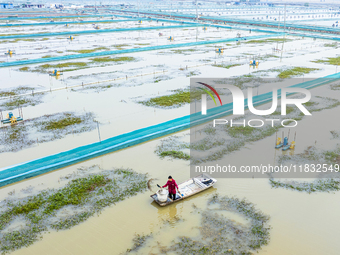 A staff member puts feed into a crab pond at a crab breeding base in Suqian, Jiangsu province, China, on December 4, 2024. (