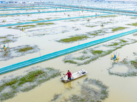 A staff member puts feed into a crab pond at a crab breeding base in Suqian, Jiangsu province, China, on December 4, 2024. (