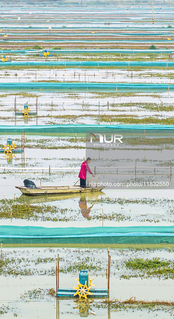 A staff member puts feed into a crab pond at a crab breeding base in Suqian, Jiangsu province, China, on December 4, 2024. 