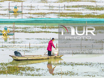 A staff member puts feed into a crab pond at a crab breeding base in Suqian, Jiangsu province, China, on December 4, 2024. (