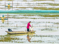 A staff member puts feed into a crab pond at a crab breeding base in Suqian, Jiangsu province, China, on December 4, 2024. (