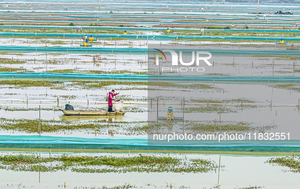 A staff member puts feed into a crab pond at a crab breeding base in Suqian, Jiangsu province, China, on December 4, 2024. 