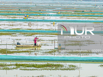 A staff member puts feed into a crab pond at a crab breeding base in Suqian, Jiangsu province, China, on December 4, 2024. (