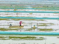 A staff member puts feed into a crab pond at a crab breeding base in Suqian, Jiangsu province, China, on December 4, 2024. (