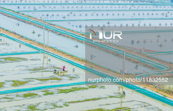 A staff member puts feed into a crab pond at a crab breeding base in Suqian, Jiangsu province, China, on December 4, 2024. 