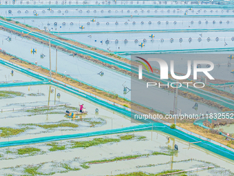 A staff member puts feed into a crab pond at a crab breeding base in Suqian, Jiangsu province, China, on December 4, 2024. (