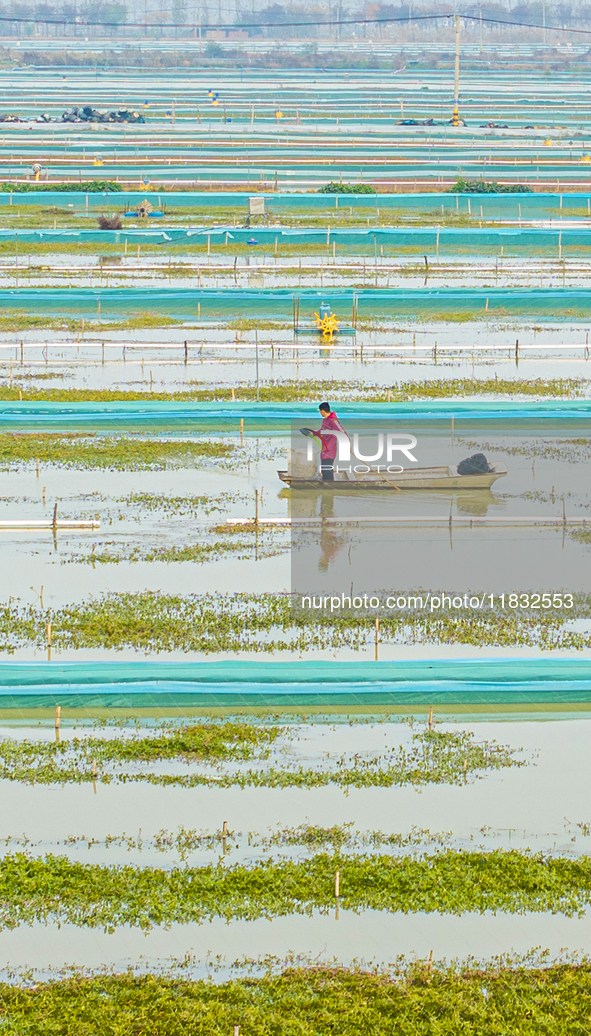 A staff member puts feed into a crab pond at a crab breeding base in Suqian, Jiangsu province, China, on December 4, 2024. 