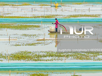 A staff member puts feed into a crab pond at a crab breeding base in Suqian, Jiangsu province, China, on December 4, 2024. (