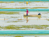 A staff member puts feed into a crab pond at a crab breeding base in Suqian, Jiangsu province, China, on December 4, 2024. (